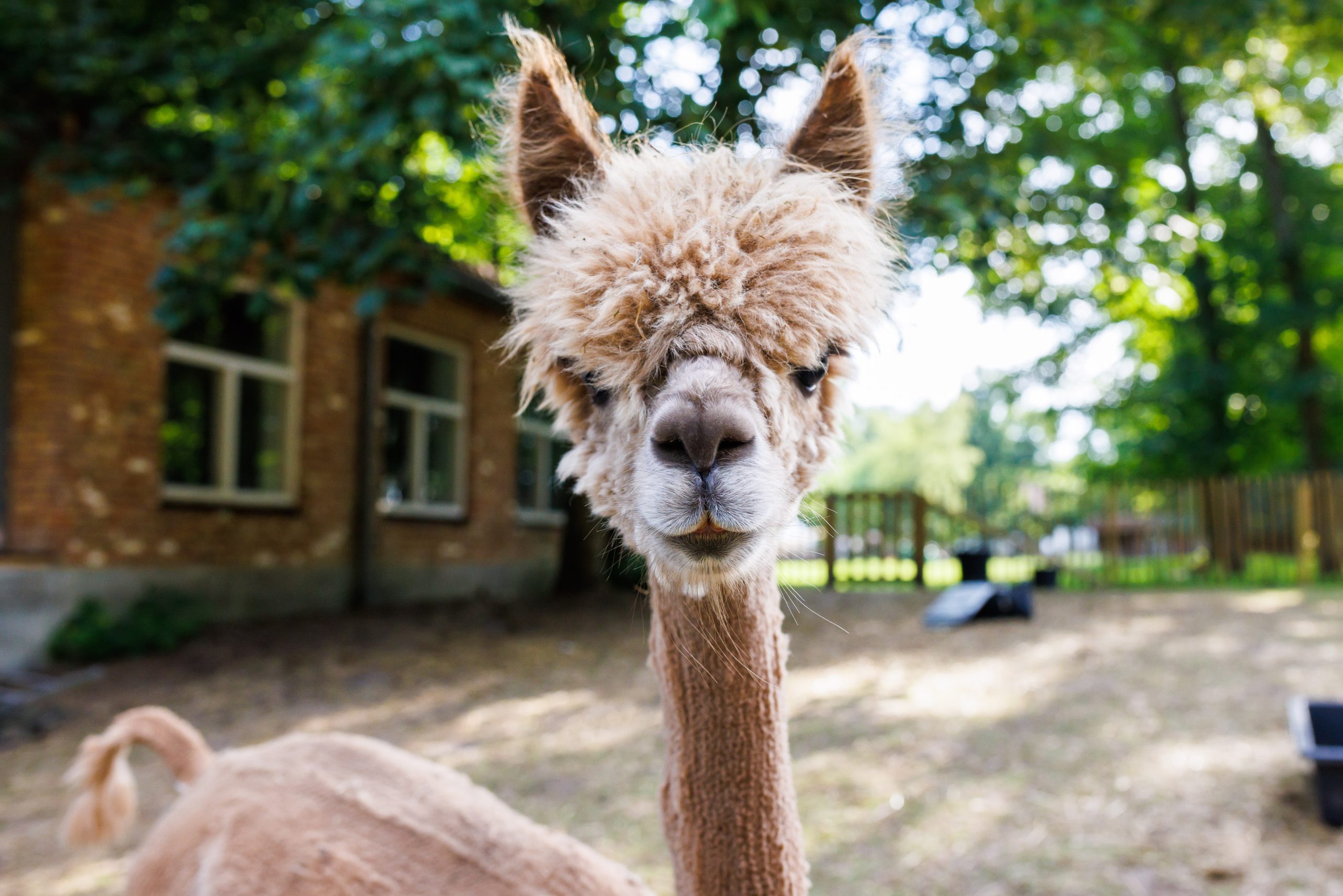 Alpaca weetjes