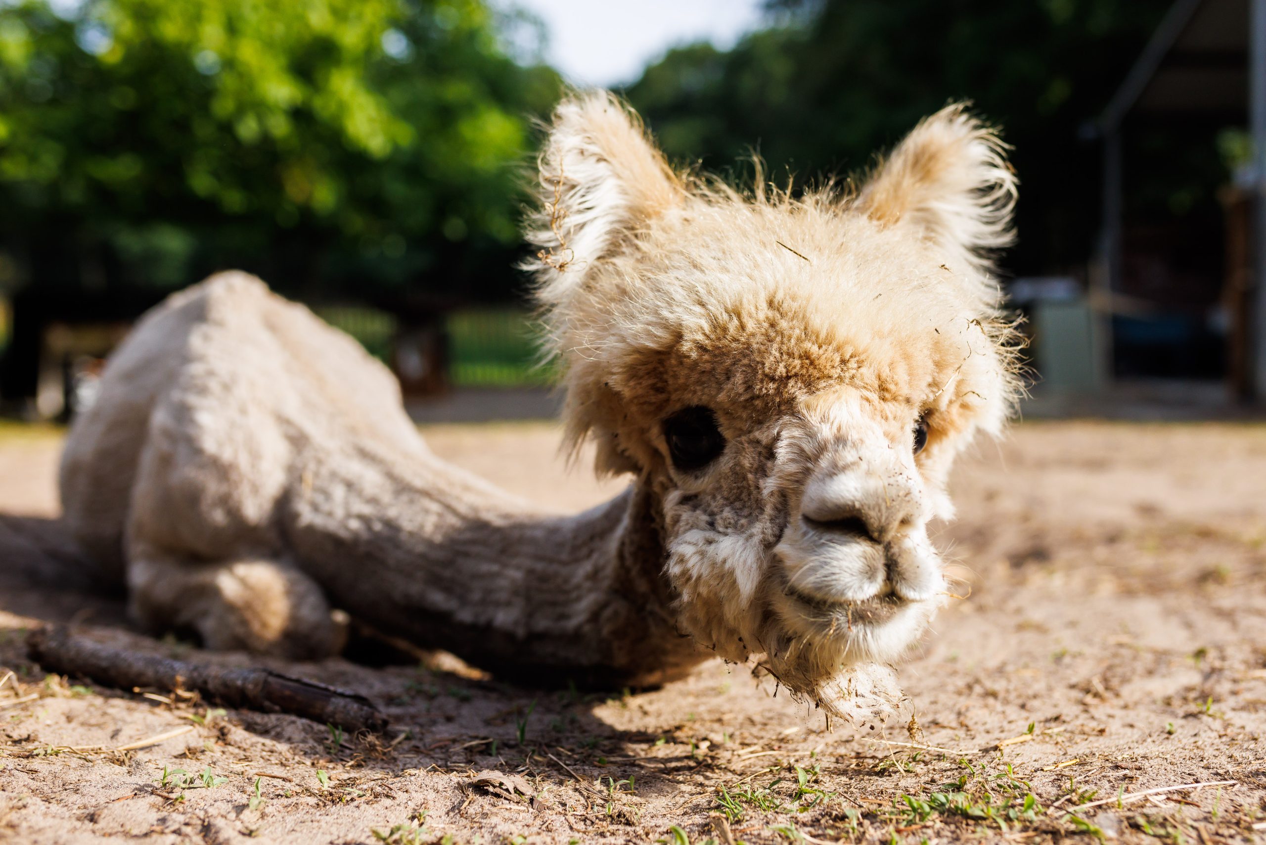 Alpacas_118