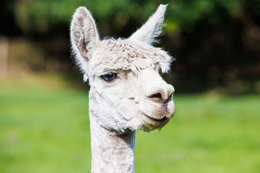 Alpacas_033-1024x683